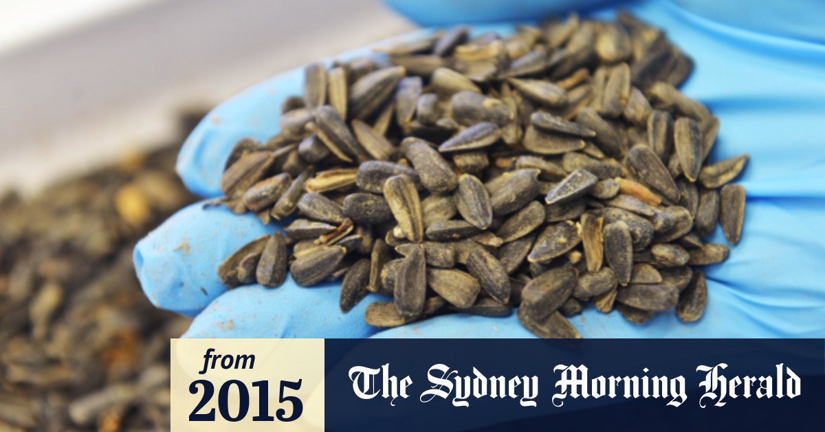 MH17 crash site sunflower seeds germinate